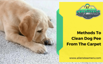 Methods To Clean Dog Pee From The Carpet